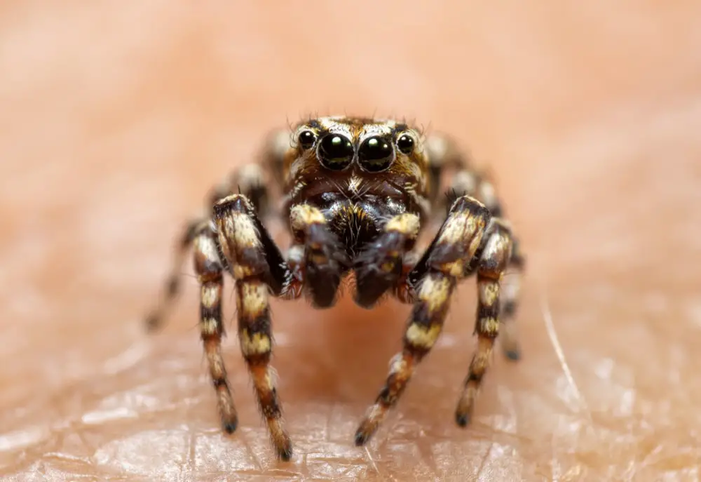 Peppered jumping spiders
