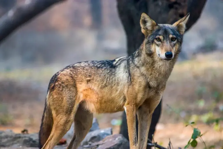 Big Wolves: 10 of the Largest Wolves by Subspecies