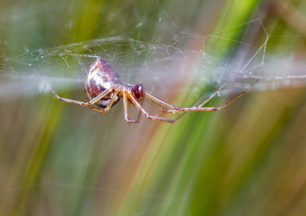 European sheetweb spider