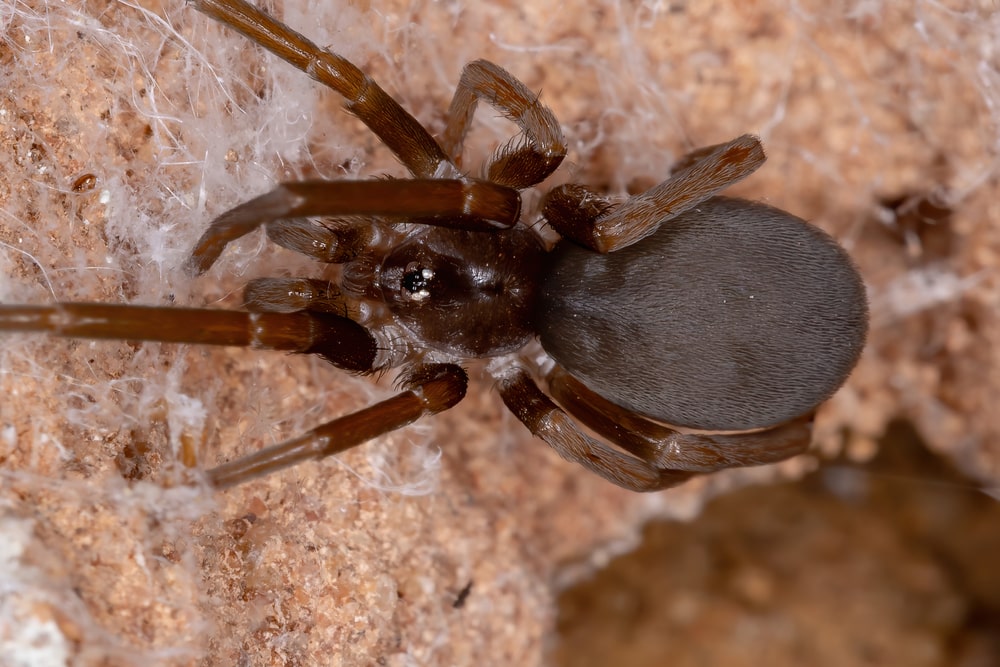 Southern house spider