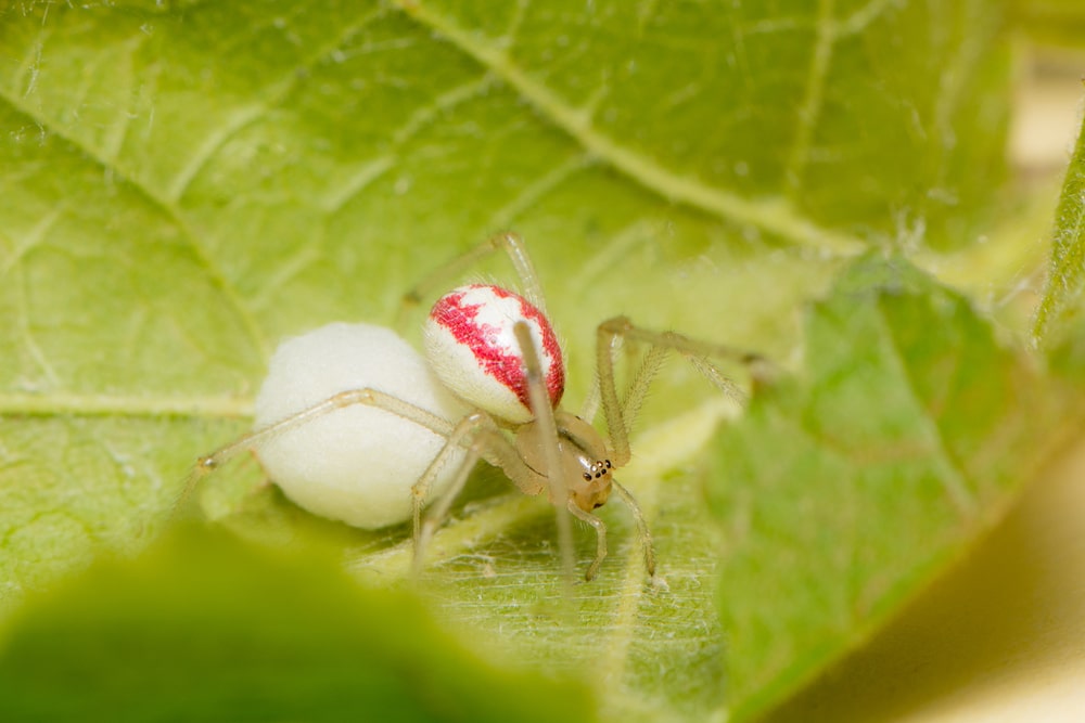 Common candy-striped spider
