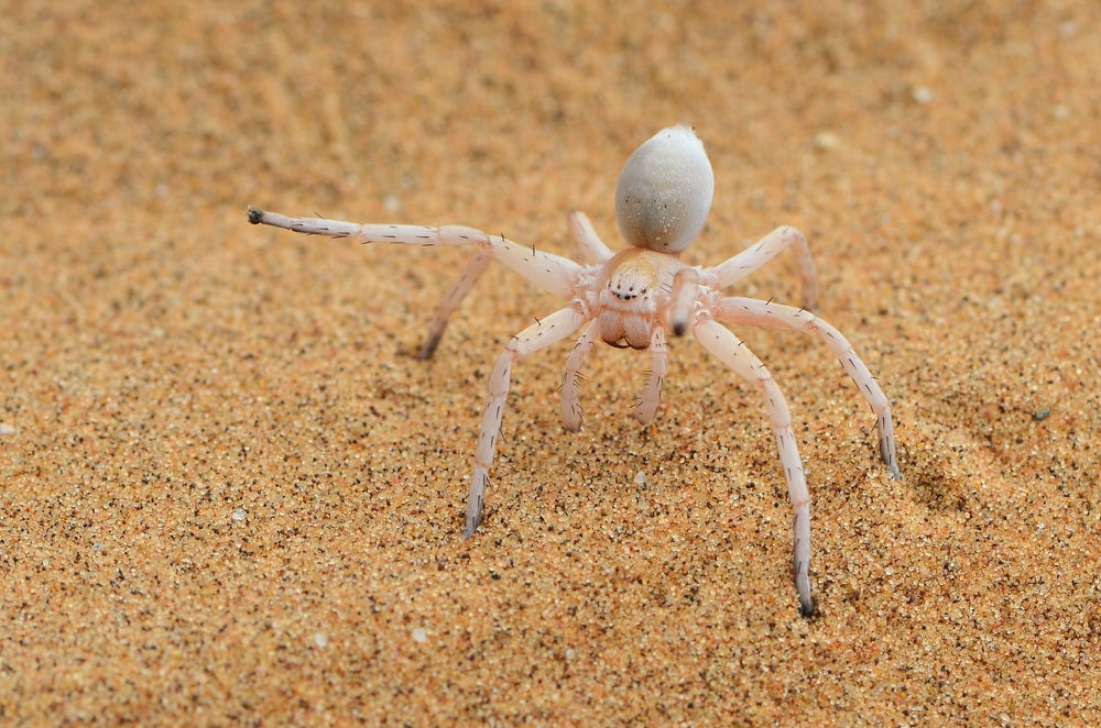 Dancing white lady spider