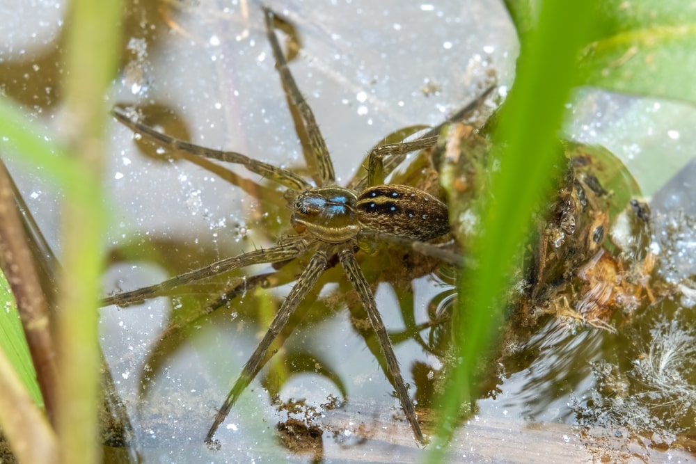 Six-spotted fishing spider