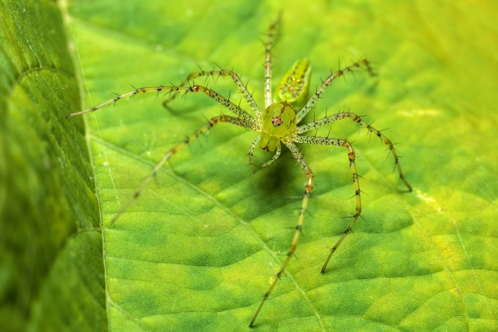 Green Lynx spider