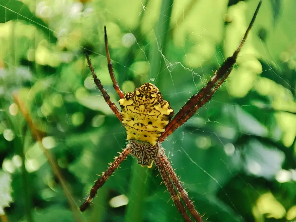 Cane Spider Babies