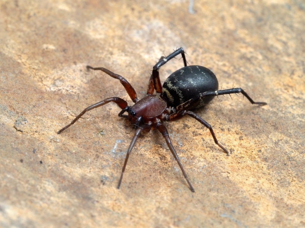 Long-palped ant-mimic sac spider