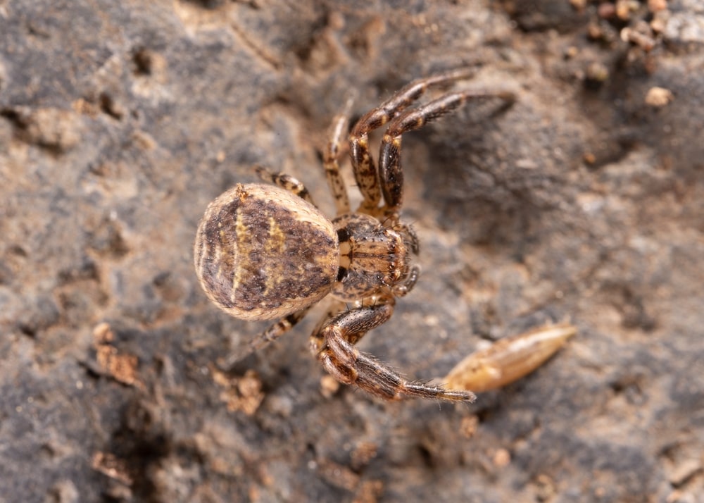 Deadly ground crab spider