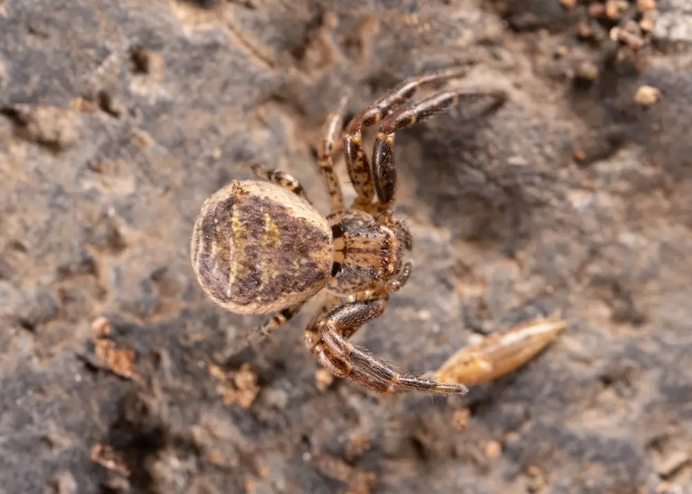 ground spider utah