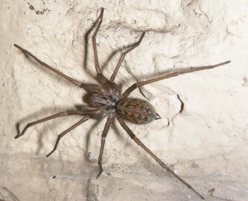 common house spiders in Colorado