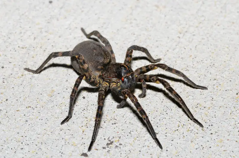 tiger wolf spiders in Arkansas