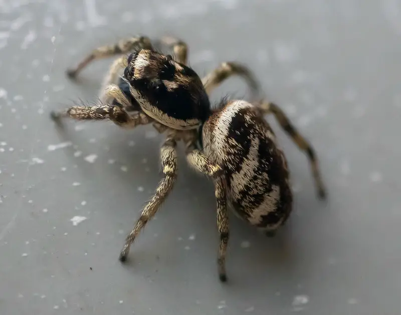 Zebra jumping spiders in Illinois
