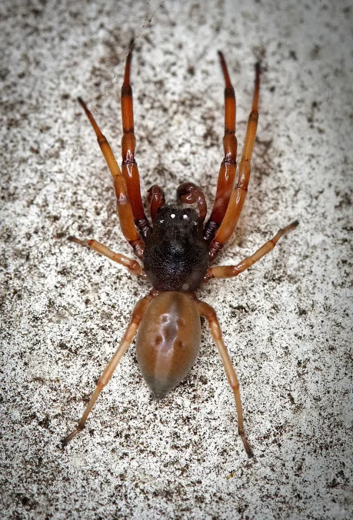 broad-faced sac spider in Kansas.
Spiders in Missouri