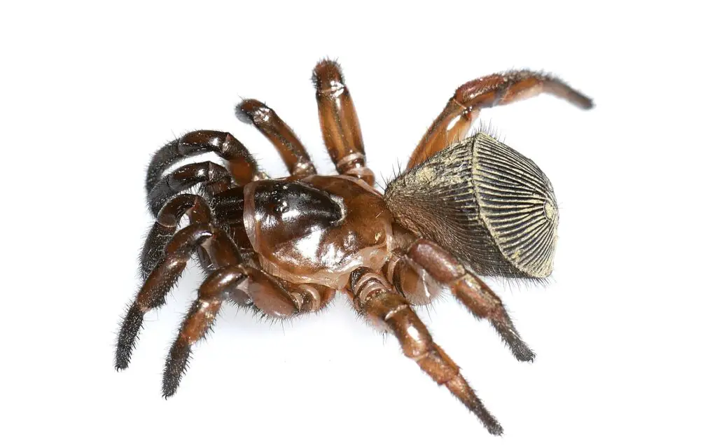 Ravine trapdoor spider