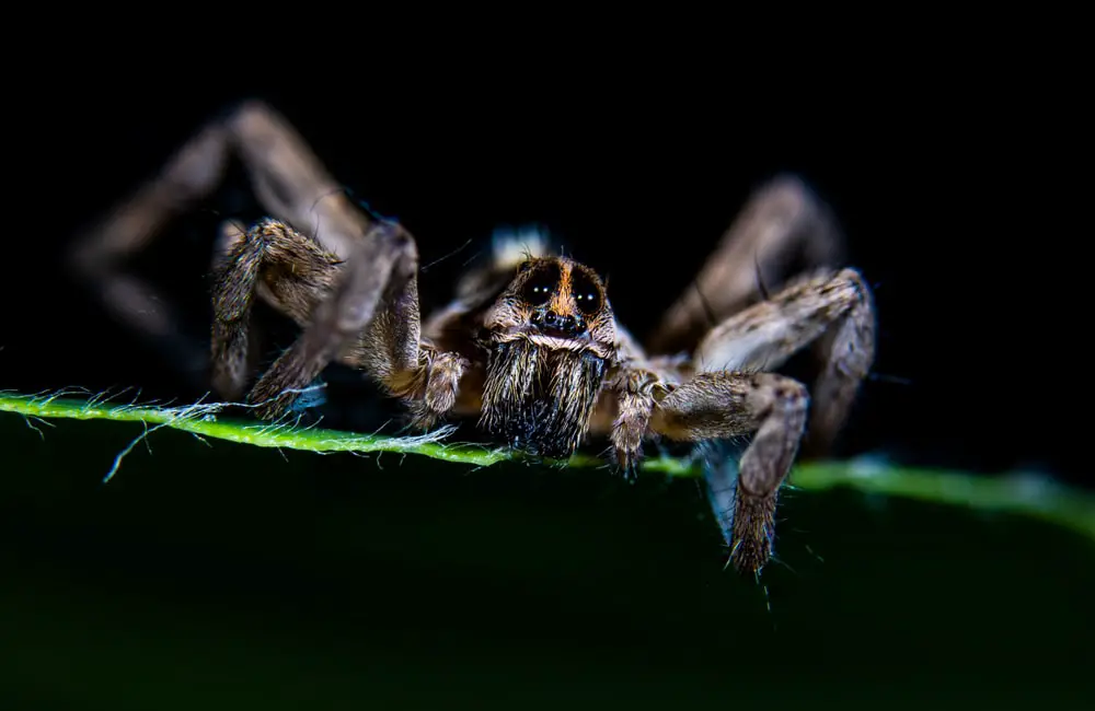 parson spider in Connecticut