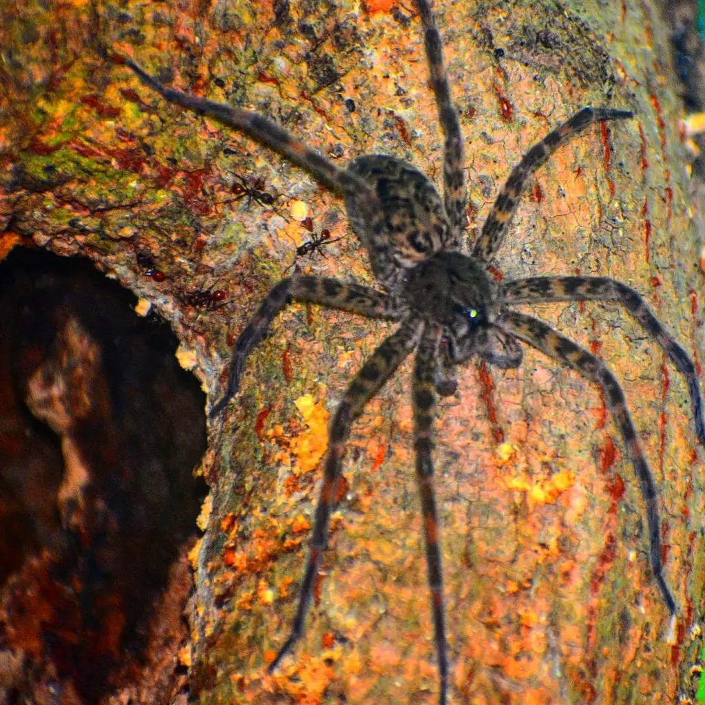 dark fishing spiders in WIsconsin