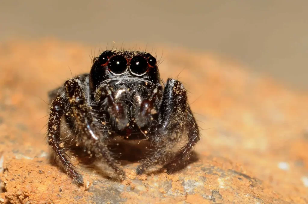 bold jumping spiders in Illinois