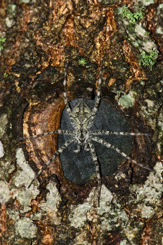 White-banded fishing spiders in Alabama