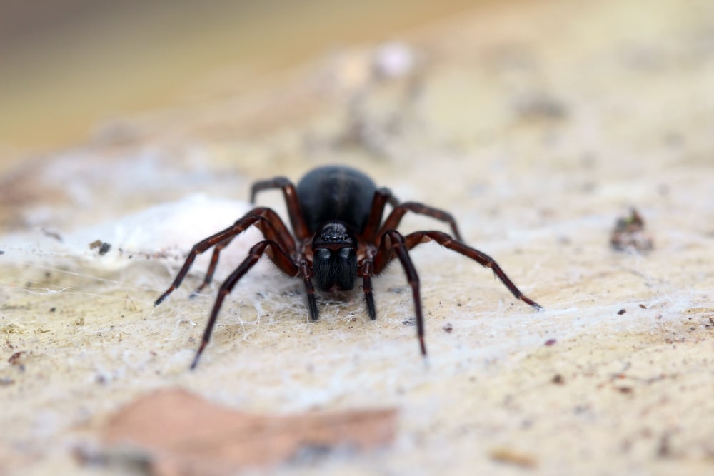 black lace-weaver spiders in California