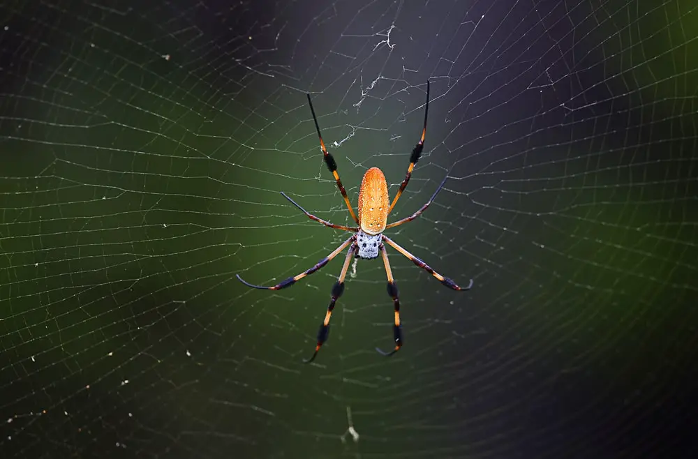 Golden silk spiders in Alabama