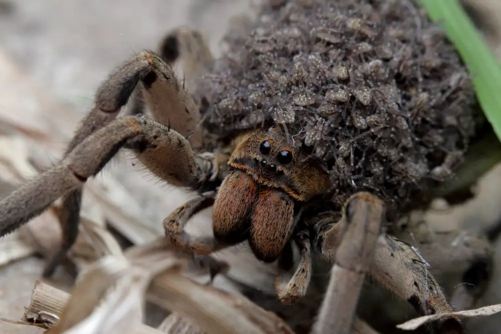 wolf spiders in Illinois