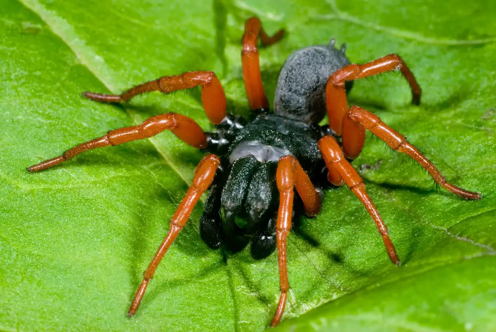 Red-legged purseweb spiders in Alabama
