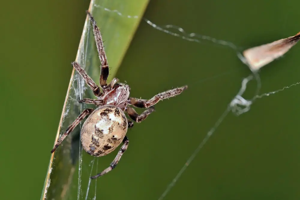 Furrow orb weaver spiders in Delaware