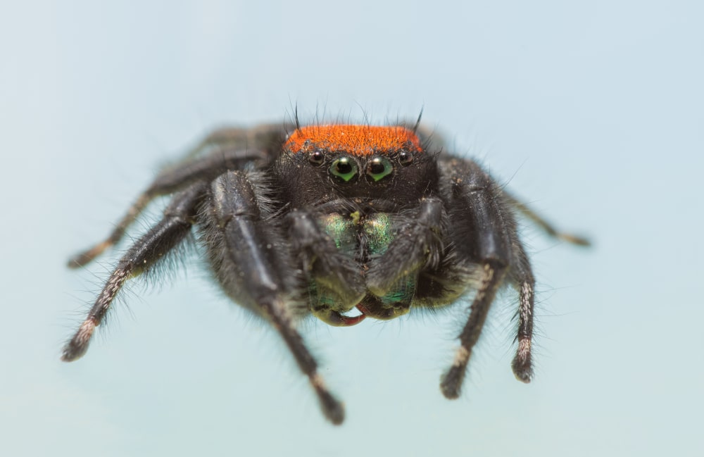 Apache jumping spider