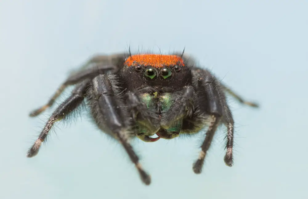 Apache jumping spiders in Colorado