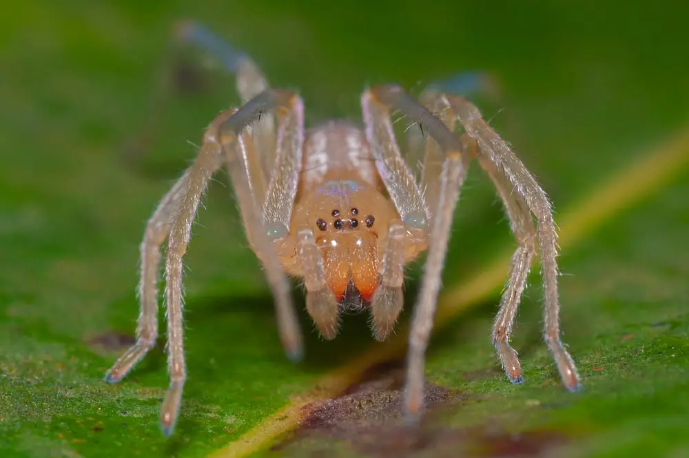 long-legged sac spider