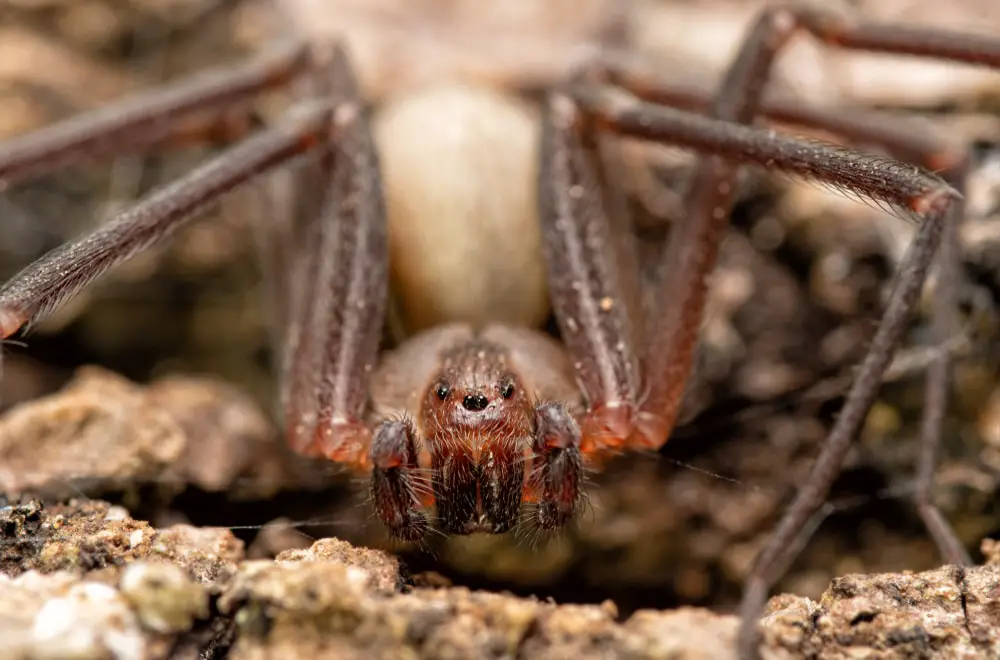 Brown recluse spiders in Illinois