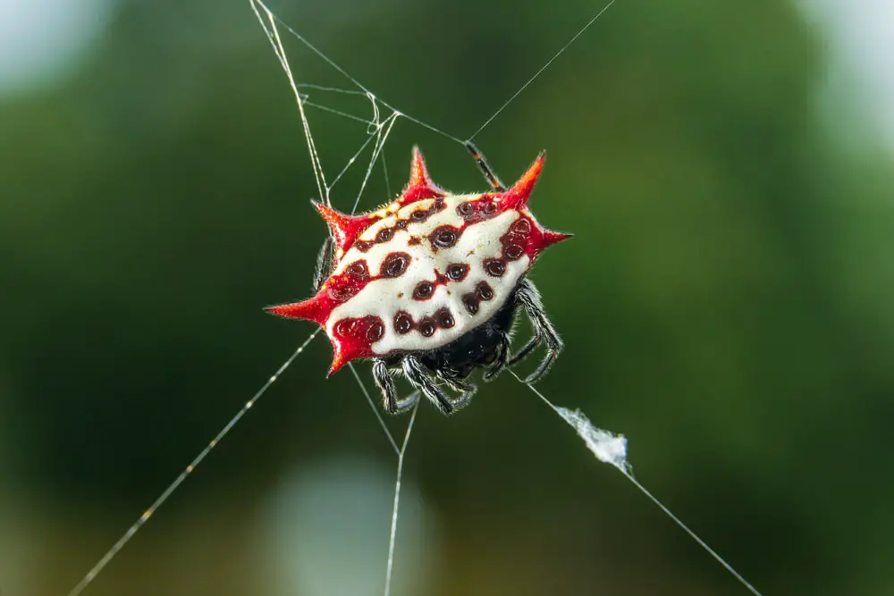 spiny backed orb weaver spiders in Illinois
