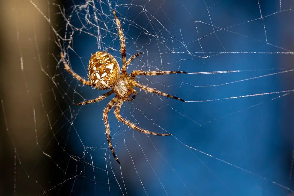 cross orb-weaver spider in California