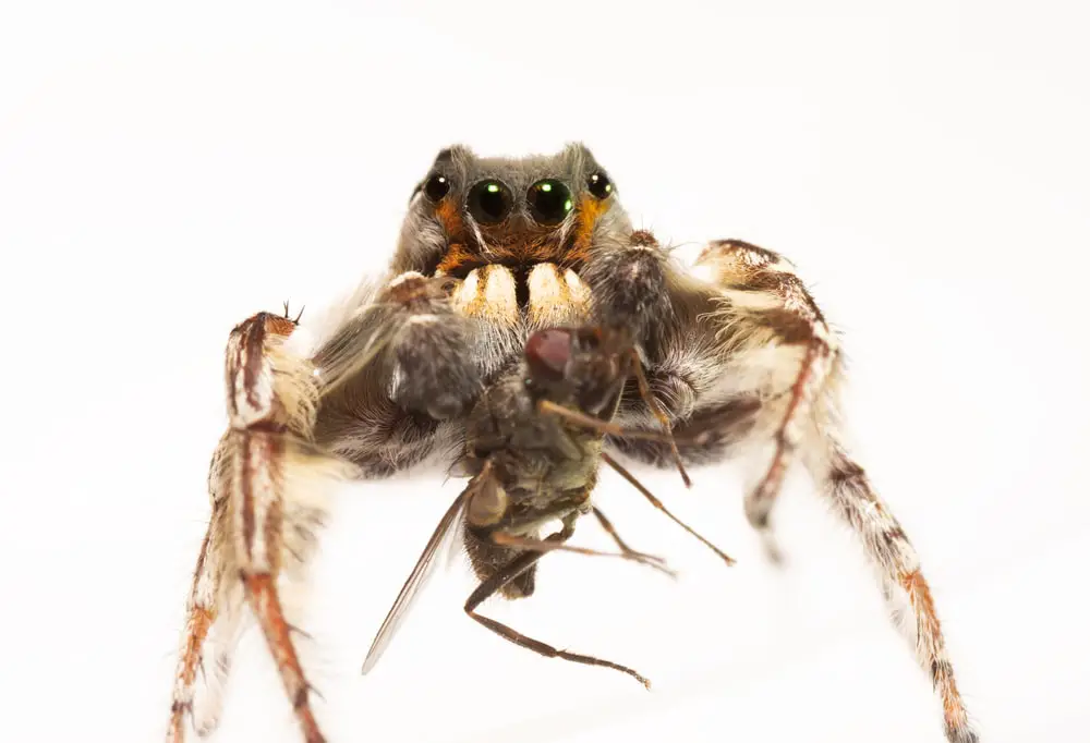 jumping spiders
