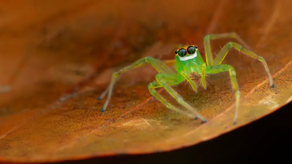 Magnolia jumping spiders in Alabama