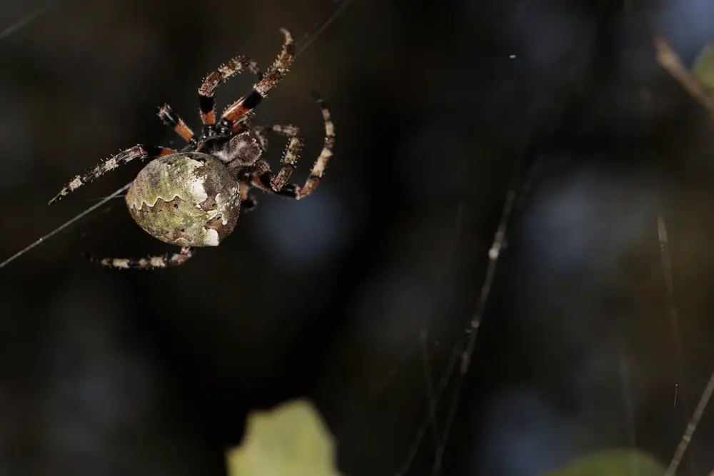 Giant lichen orb weaver spiders in Alabama
