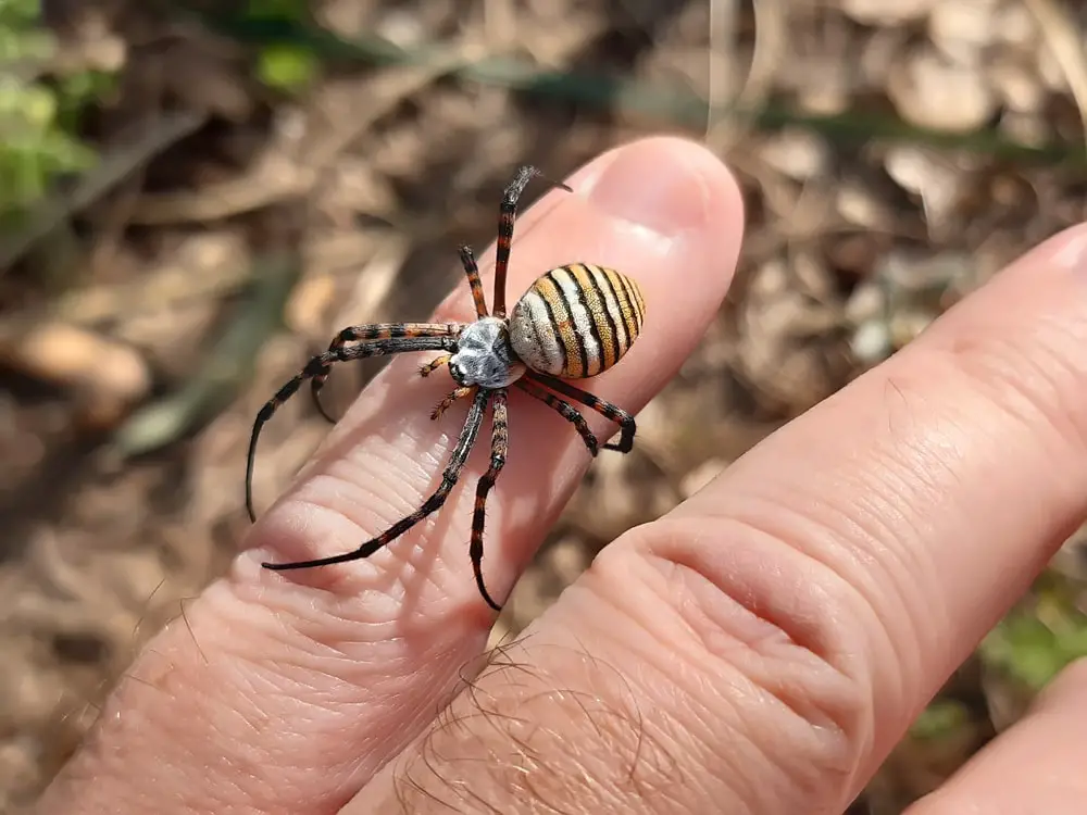 Banded garden spiders in Connecticut