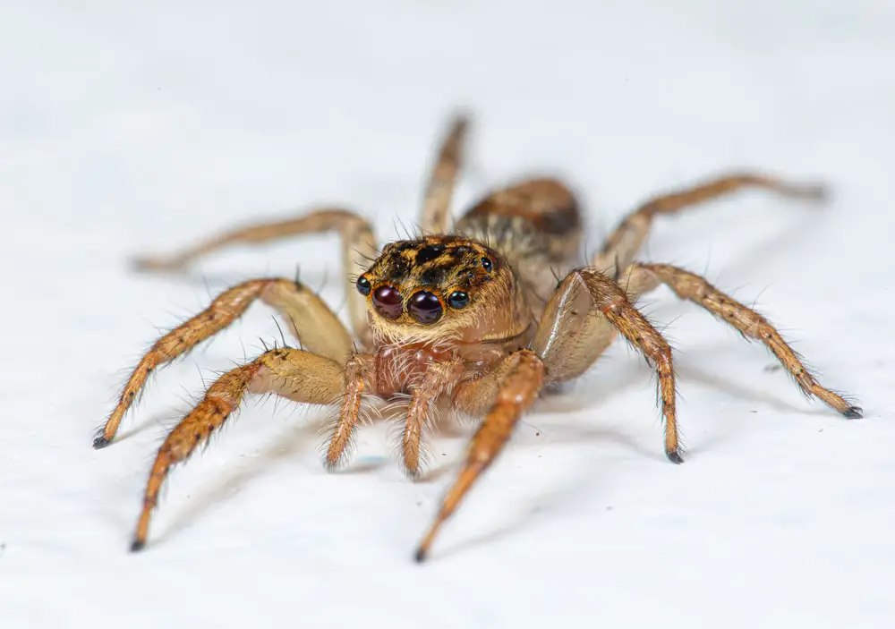 dimorphic jumping spiders in Ohio