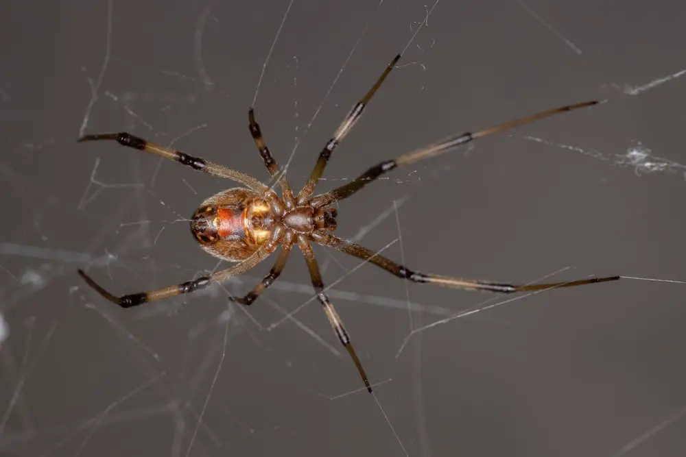 False black widow spiders in California