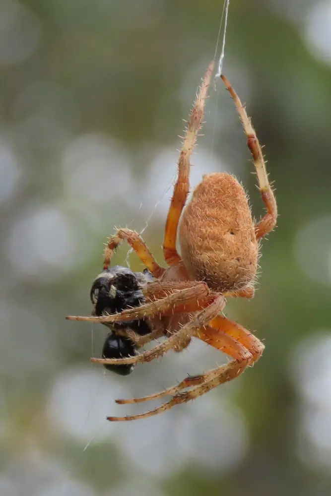 spotted orb weaver spider in Illinois