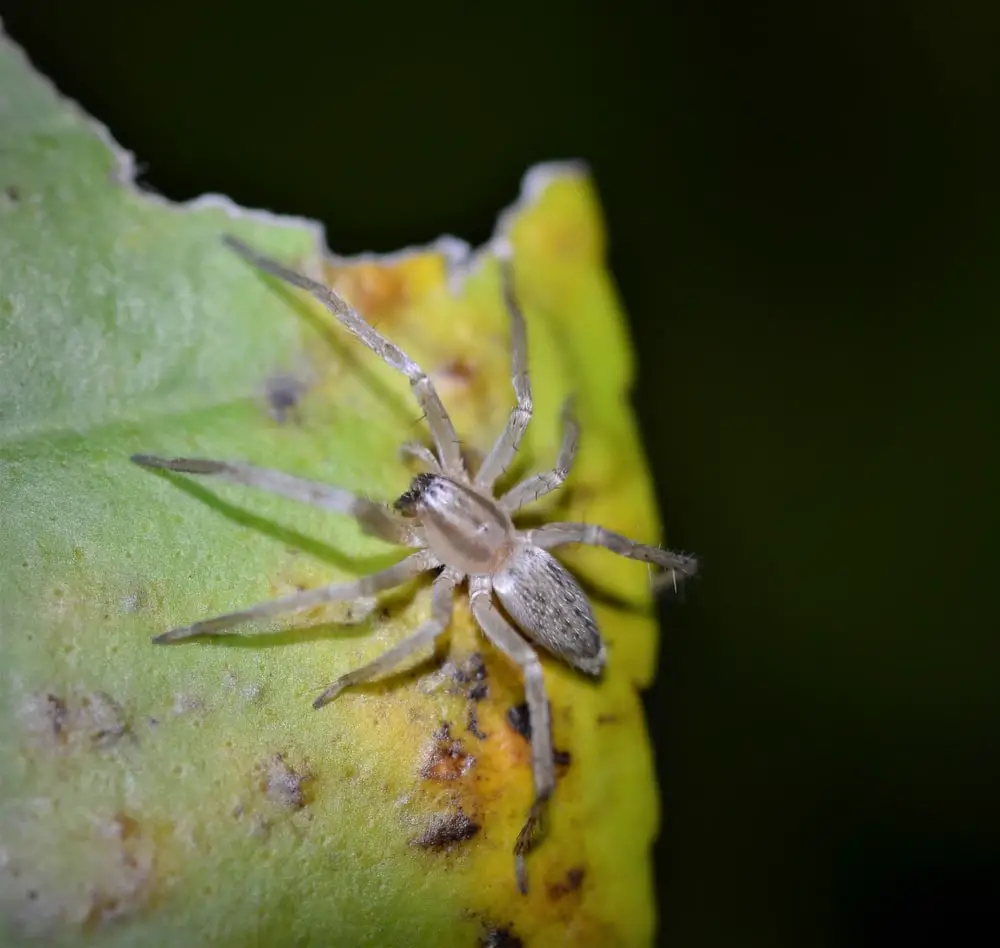 Garden ghost spiders in Illinois