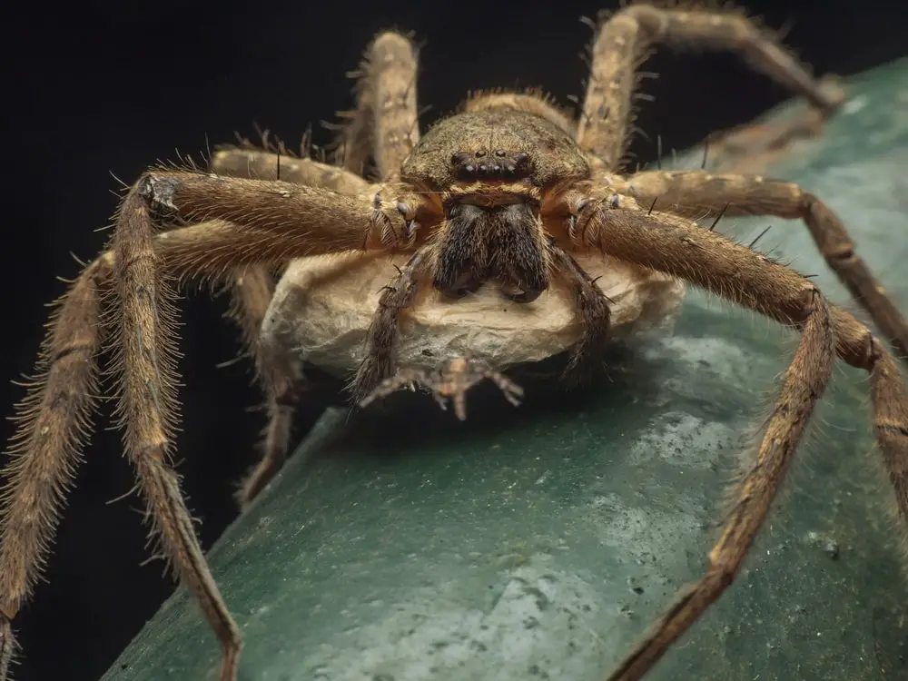 huntsman spiders in California