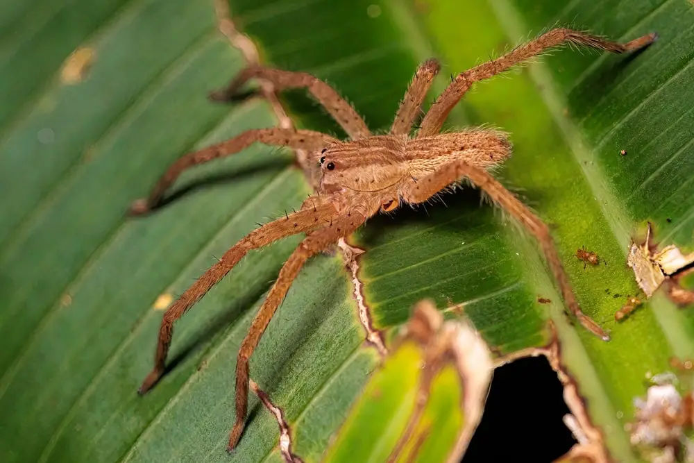 American nursery web spiders in Alabama