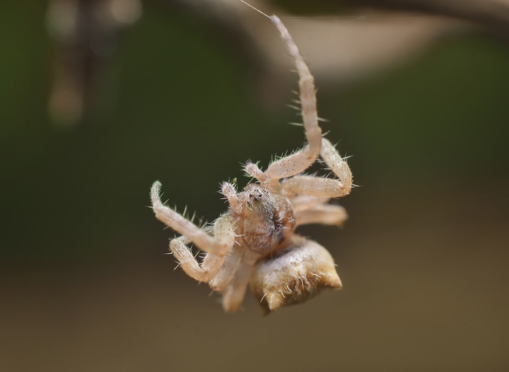 cat-faced spiders in Minnesota