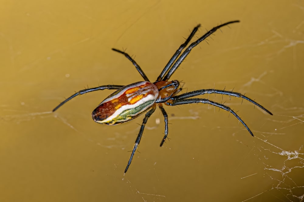 Basilica orb weaver spider