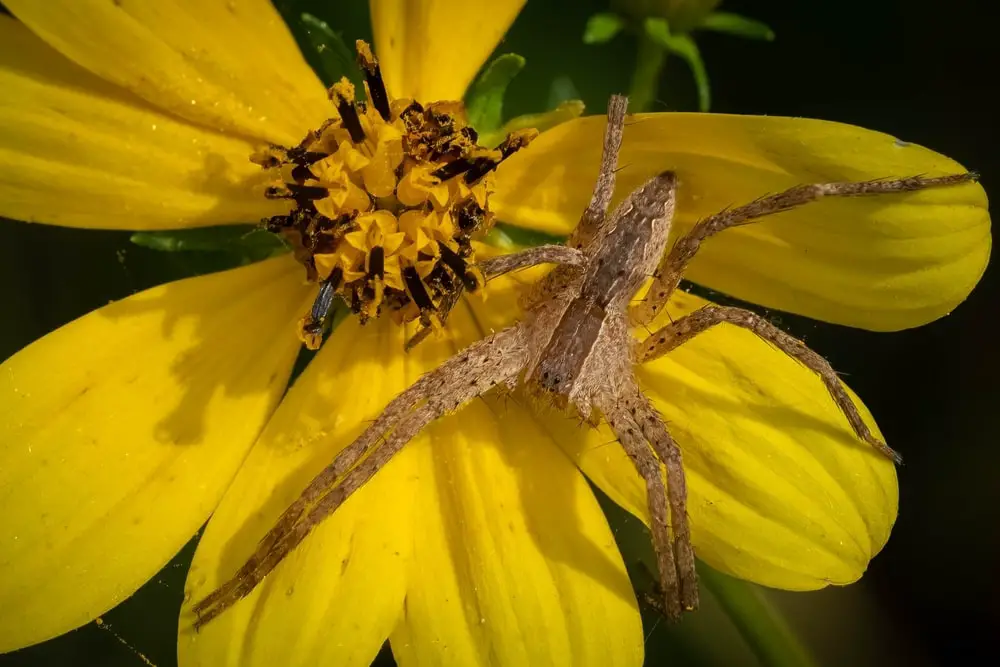American nursery web spiders in Kansas