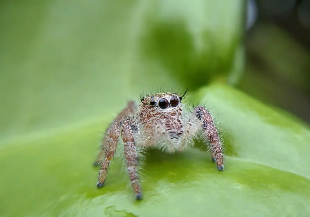 Jumping spiders in Illinois