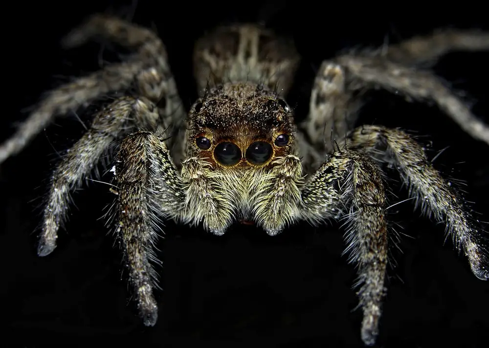 tan jumping spiders in Alabama