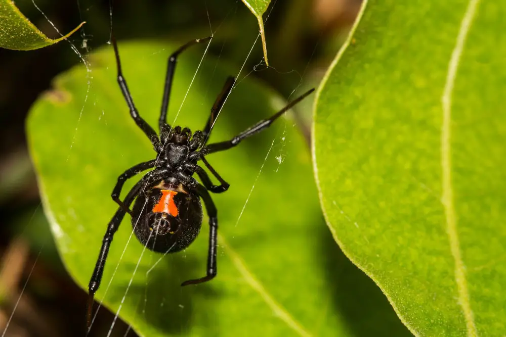 black widow spiders in Illinois