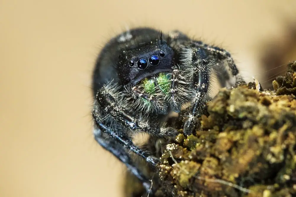 bold jumping spiders in California