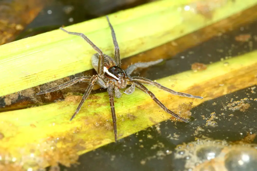 six-spotted fishing spiders in Wisconsin